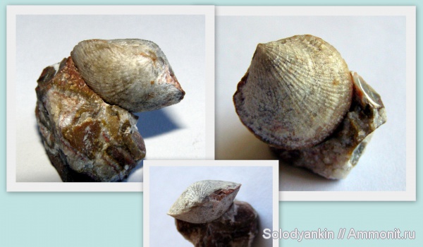 брахиоподы, девон, Devonian, Урал, Atrypida, франский ярус, Articulata, Покровское, бродовский горизонт, Rhynchonellata, rhynchonelliformea