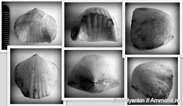 брахиоподы, девон, Devonian, Урал, Rhynchonellida, франский ярус, Articulata, Покровское, бродовский горизонт, Uchtella, Rhynchonellata, rhynchonelliformea, Uchtella praesemilukiana