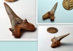 зуб акулы вида Cretodus semiplicatus