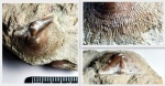 презент из ордовика - Clitambonites adscedens