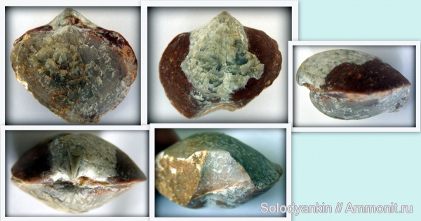 девон, Devonian, Урал, Spiriferida, франский ярус, Articulata, Покровское, бродовский горизонт, Warrenella, rhynchonelliformea