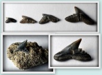 зубы акул Physogaleus latus
