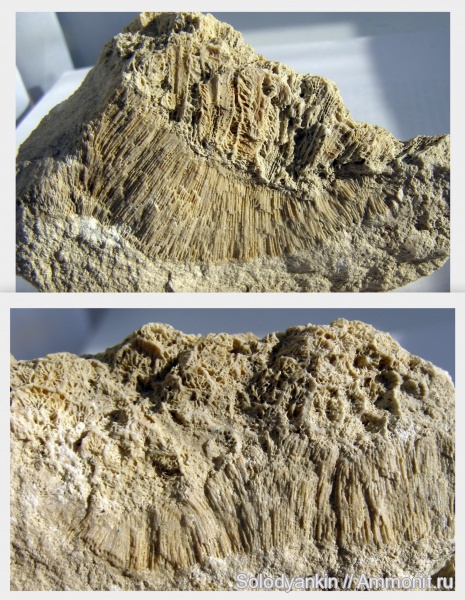 Chaetetes, Petalaxis, обрастание, Epizoans
