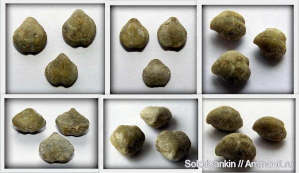 брахиоподы, карбон, Урал, Dielasma, башкирский ярус, Articulata, Rhynchonellata, rhynchonelliformea
