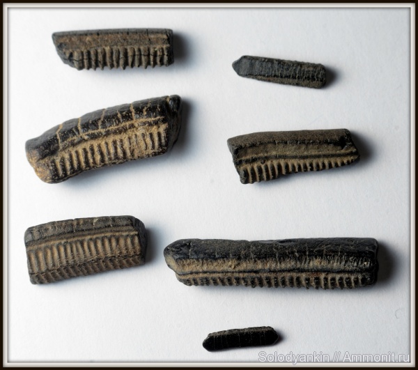 палеоген, зубы, эоцен, скаты, Chondrichthyes, Elasmobranchii, Зауралье, приабон, Myliobatidae, teeth