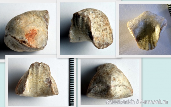 брахиоподы, девон, Devonian, Урал, Rhynchonellida, франский ярус, Articulata, Покровское, бродовский горизонт, Rhynchonellata