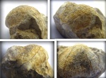 Продуктида  ?Reticulatia