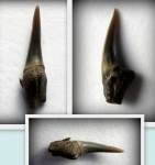 Odontaspididae. Симфизный зуб.