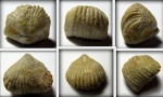 Брахипода рода (?)Rhynchopora