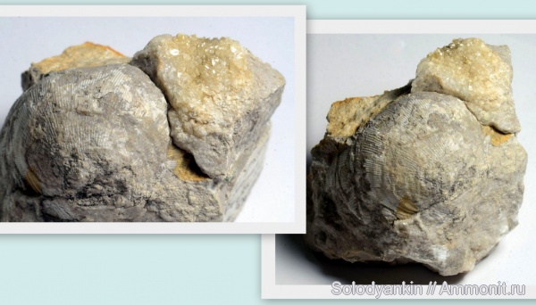 Урал, Productida, башкирский ярус, Articulata, rhynchonelliformea, Strophomenata