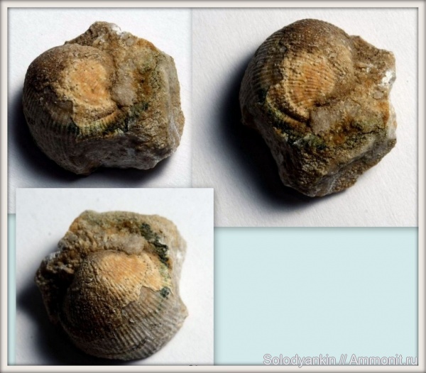 карбон, Урал, р. Реж, brachiopoda, Ovatia, Productida, серпуховский ярус, Articulata, rhynchonelliformea, Strophomenata, исетская свита
