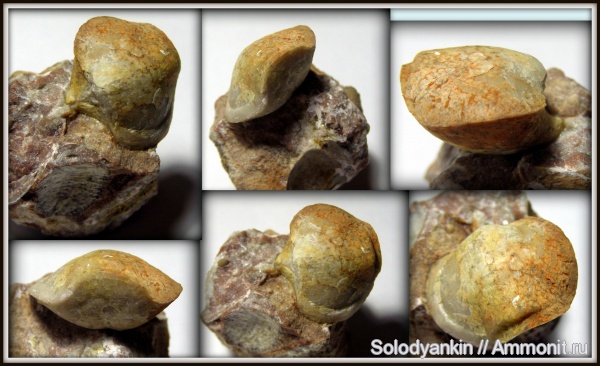 девон, Devonian, Урал, Spiriferida, франский ярус, Articulata, Покровское, бродовский горизонт, Warrenella, rhynchonelliformea