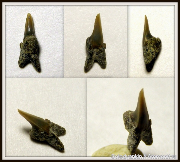 палеоген, акулы, зубы акул, Chondrichthyes, Elasmobranchii, Зауралье, Lamniformes, Западно-сибирское море, симфизные зубы, танет, shark teeth, sharks