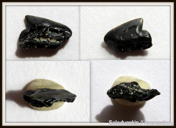 палеоген, акулы, зубы акул, squalus, Chondrichthyes, Elasmobranchii, Зауралье, Западно-сибирское море, танет, Squalus minor, shark teeth, sharks