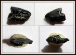 Зуб акулы Squalus minor (Daimeries)