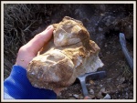 Продуктиды Latiproductus'ы