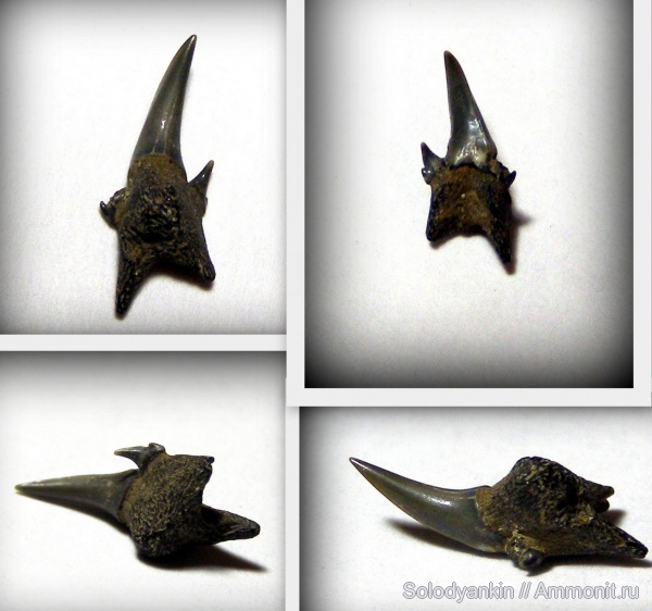 палеоген, эоцен, акулы, Свердловская область, зубы акул, Chondrichthyes, Elasmobranchii, Odontaspis, Lamniformes, приабон, Odontaspididae, Западно-сибирское море, симфизные зубы, shark teeth, sharks