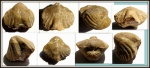 Брахиопода Brachythyris sp.
