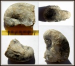 Platyceras серпуховский