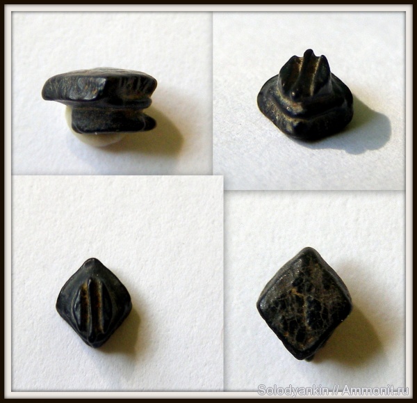 зубы, эоцен, скаты, Chondrichthyes, Elasmobranchii, Зауралье, приабон, teeth