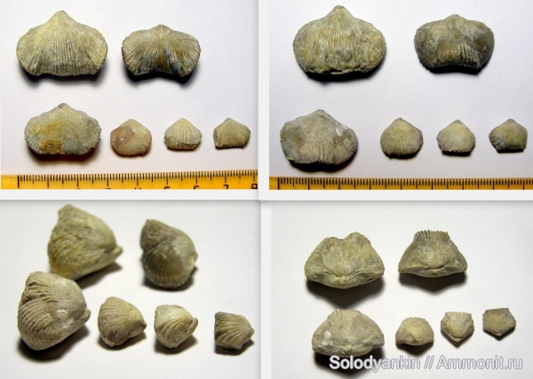 брахиоподы, девон, Devonian, Урал, Articulata, Rhynchonellata, rhynchonelliformea, Sibirirhynchia