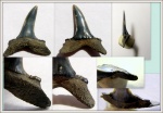 Araloselachus cuspidata с уплощенными боковыми зубцами