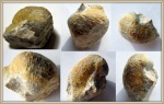 Брюшная створка Pugilus sp.