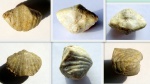Спириферида Brachythyris sp