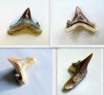 Зуб акулы Trigonotodus tusbairicus