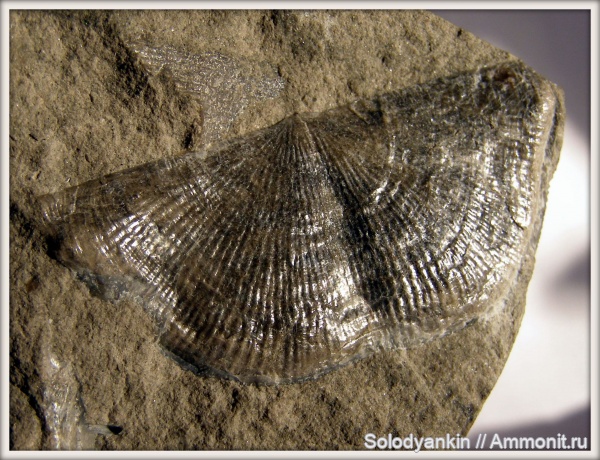 пермь, Productida, Articulata, Yakovlevia, Yakovlevia mammatiformis