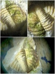 трилобит подрода Brachymetopus (Conimetopus)