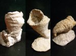 Одиночные кораллы ругоза