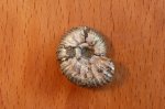 Virgatites pallasianus(Аммонит 8)
