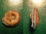 Cardioceras (Аммонит 25)