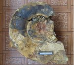 Крупный Proplanulites (Аммонит 27)