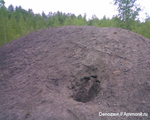 Просек
