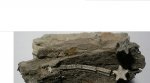 Фрагмент стебля морской лилиит Pentacrinus