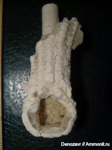 морские лилии, криноидеи, Dicromyocrinus, Dicromyocrinus ornatus, Cromyocrinidae