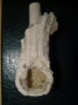 Морская лилия Dicromyocrinus ornatus (внутреняя часть)