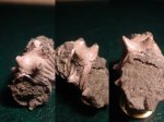Шипы аммонита Kosmoceras gemmatum