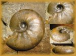 Kosmoceras (Catasigaloceras) enodatum (Аммонит 56)