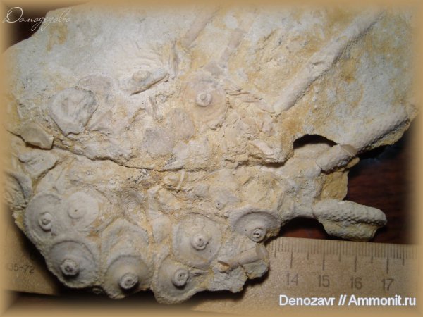 морские ежи, Домодедово, Archaeocidaris