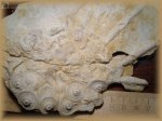 Archaeocidaris(морской ёж 1)