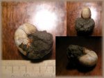 Наутилус Cenoceras sp.(наутилус 4)