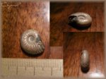 Quenstedtoceras sp.(Аммонит 30)