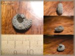 Домодедовский аммонит Amoeboceras (Аммонит 69)