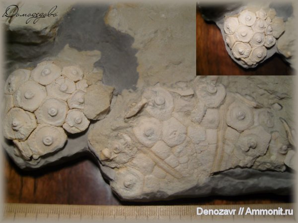 морские ежи, Домодедово, Archaeocidaris, Archaeocidaris rossica