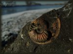 Замёрзший аммонит(Amoeboceras)