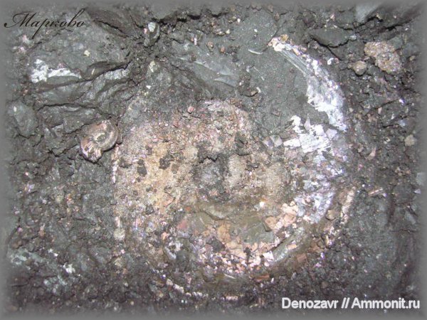 моллюски, Бронницы, макроконхи, Amoeboceras, Macroconchs, Amoeboceras shuravskii