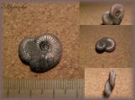 Природный палеоарт 2 (Два аммонита Amoeboceras)
